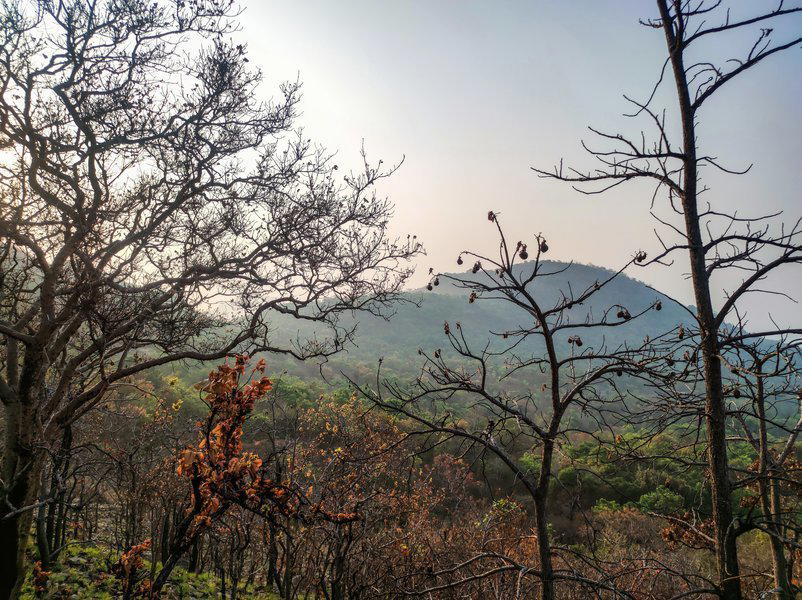 Chinaga Betta Day Trek - Tour